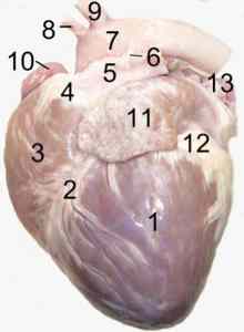 Begehrt bei der Organspende: Das Herz; Foto: Uwe Gille; Quelle: Wikipedia Lizenz: CC-BY-SA 3.0